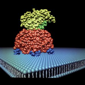 What is Molecular Biology? What is Molecular Biology?
