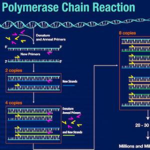 What is Polymerase Chain Reaction? What is Polymerase Chain Reaction?